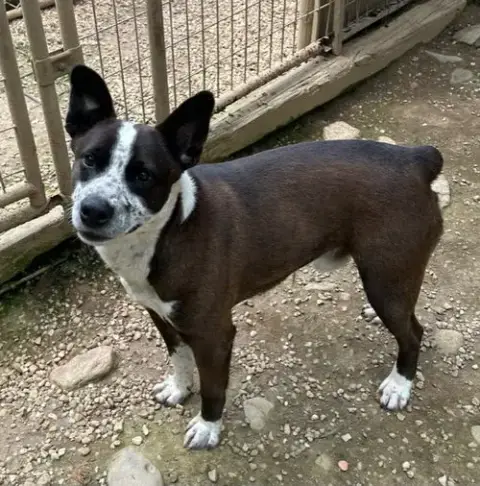 Benji photo 3