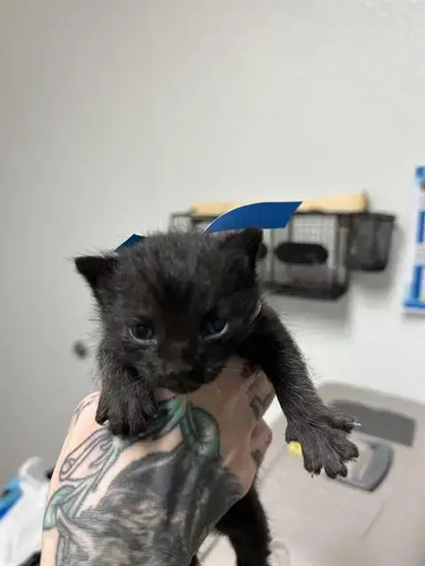Black Panther