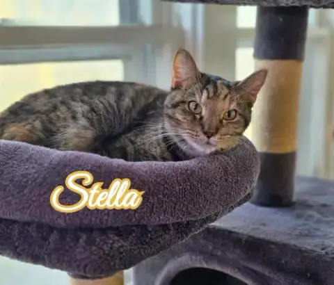 Stella photo 3