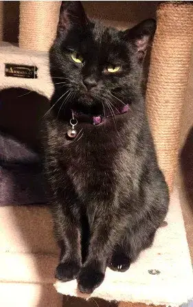 Onyx And Mickey photo 4