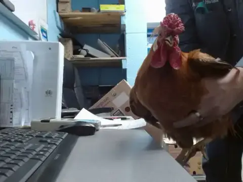 Oscar