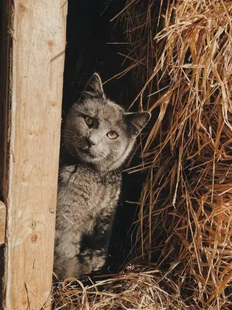 Barn Cats