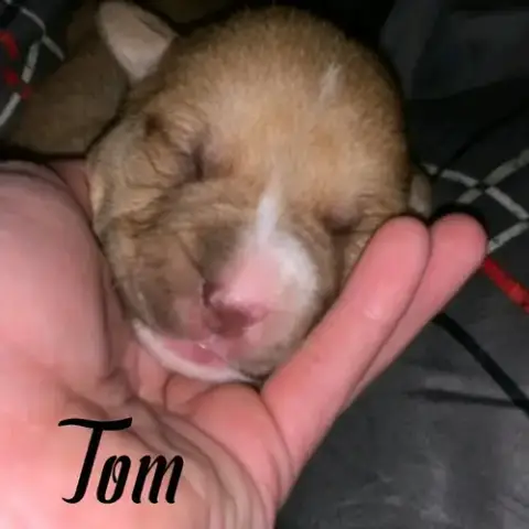 Tom photo 2