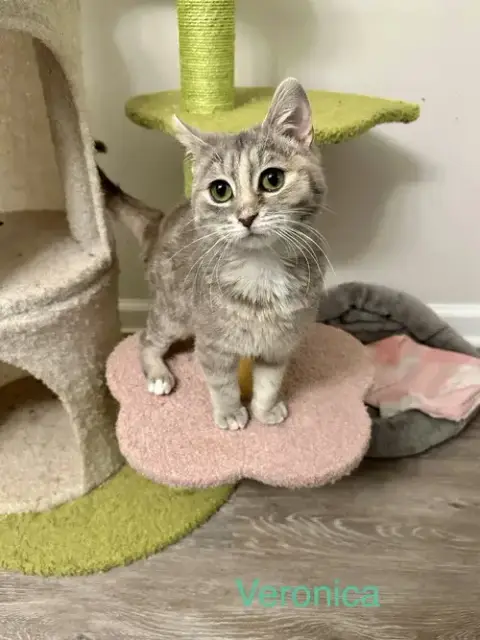 Veronica Kitty