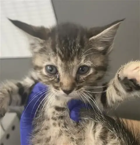 Minnie