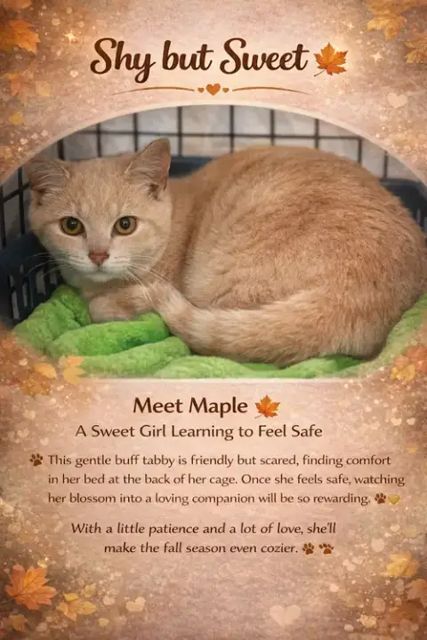 Maple photo 4