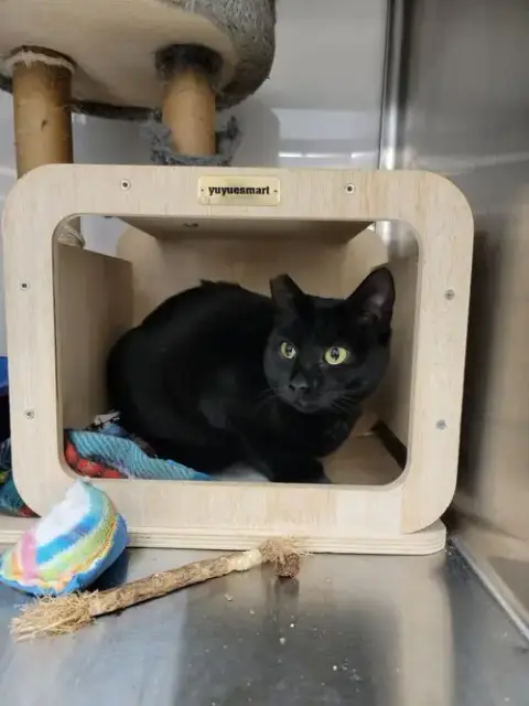 Nettle photo 3