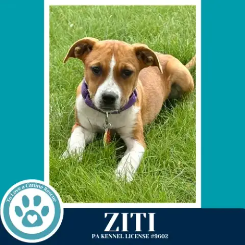 Ziti photo 4