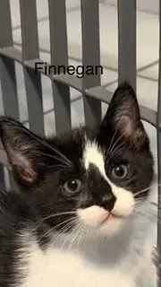 Finnegan photo 5
