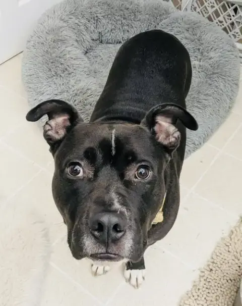 Milo The Meatball
