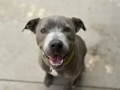 Daisy