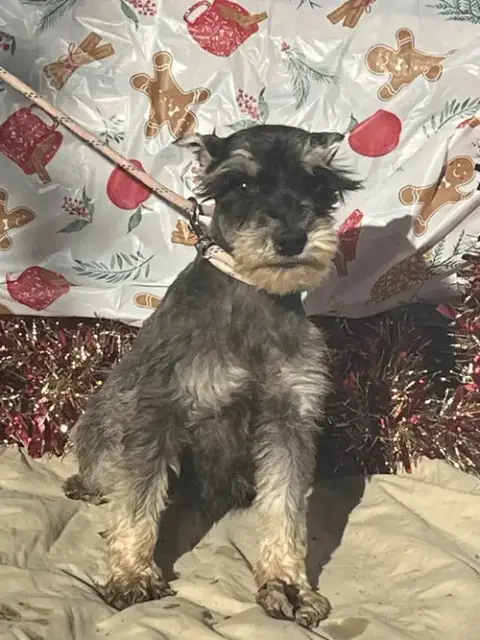 Violet/ Mini 6Lbs photo 2