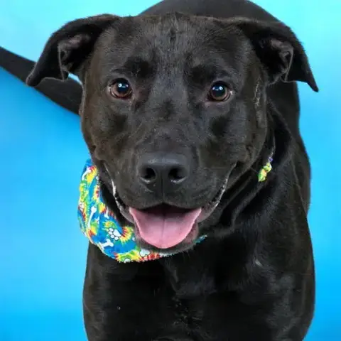 Jet