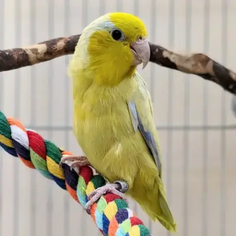 Apollo