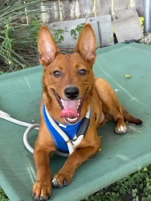 Bruno