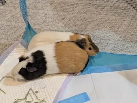 Speedy And Fluffy photo 5