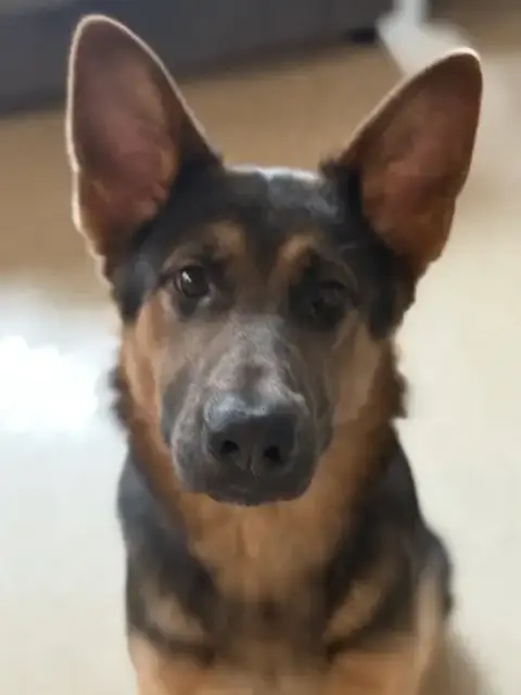 Roxie