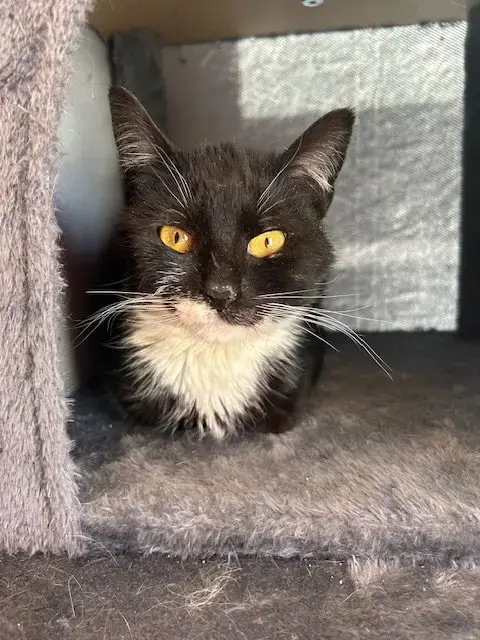 Bibi