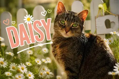 Daisy