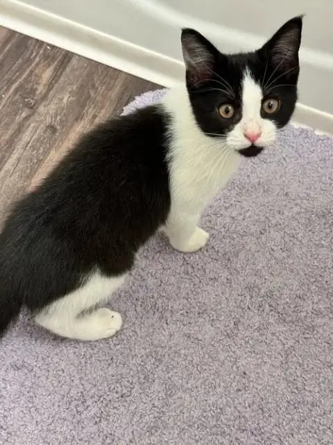 Courtesy Post: Kitten photo 2