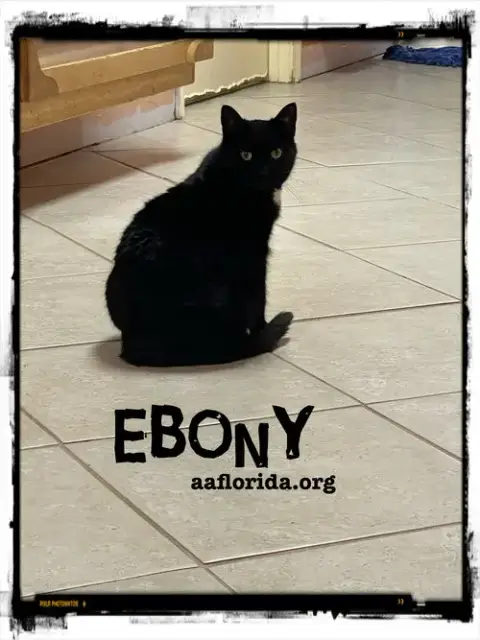Ebony *Cyd photo 4