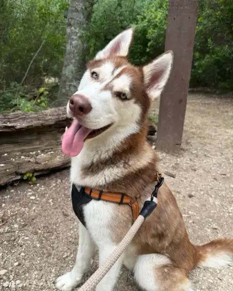 Echo *Foster Needed* photo 2