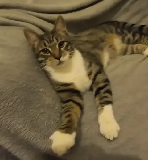 Colby Jack