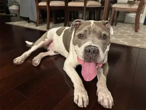 Maximus