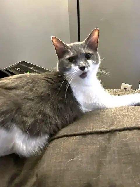 Millie C Hill