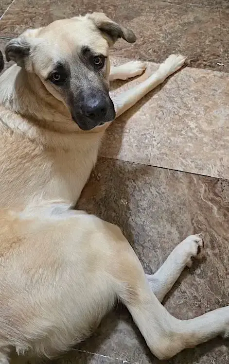 Sheba