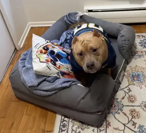 Meatball photo 4