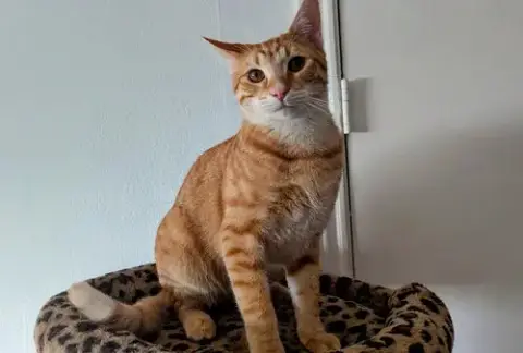 Cheddar photo 2