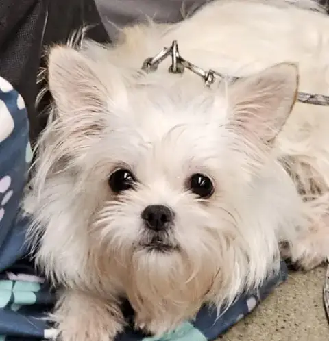 Nanette