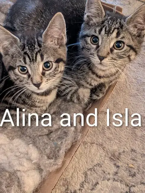 Isla photo 2