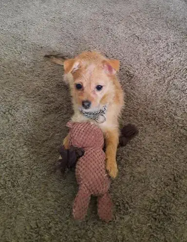 Peanut photo 2