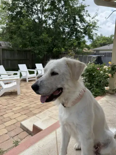 Josie photo 4