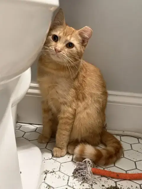 Perry