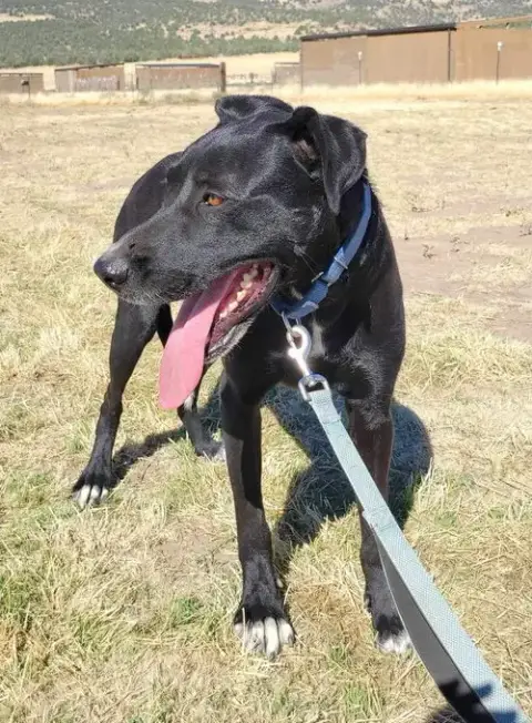 Ronnie photo 3