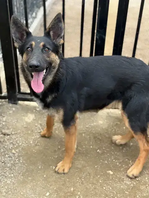Harley