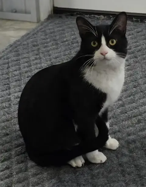 Big Tux photo 2