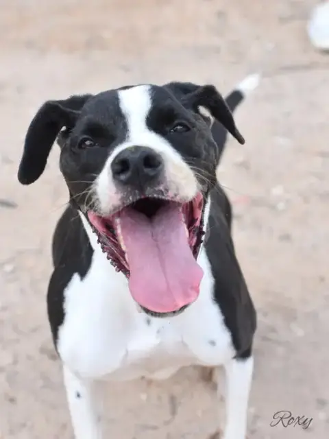 Roxy photo 2