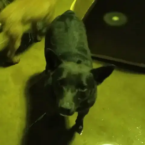 Alfalfa