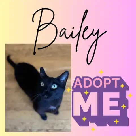 Bailey