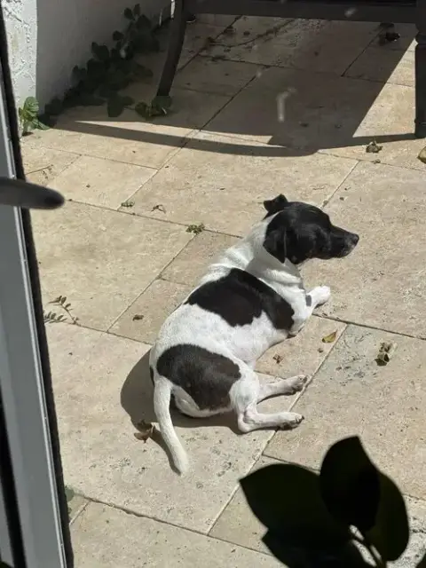 Tobi Jr Aka Oreo photo 4