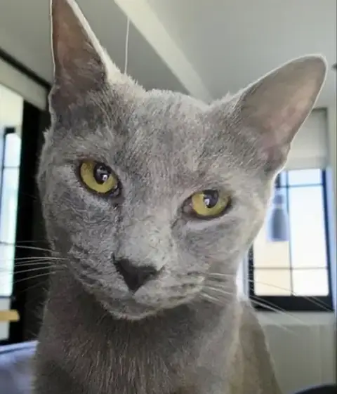 Cinder- Ella photo 3