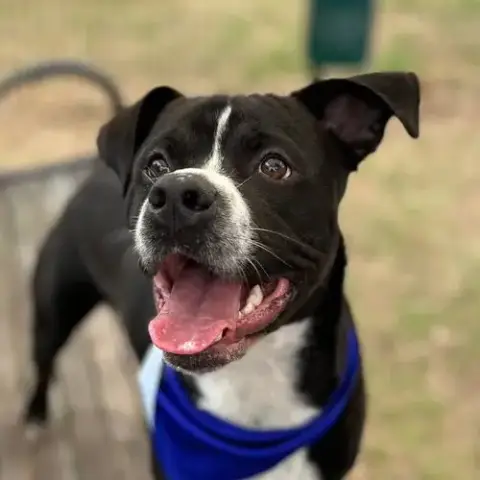 Jeffrey