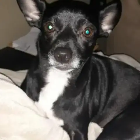 Oreo photo 2