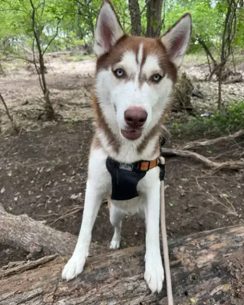 Echo *Foster Needed* photo 3