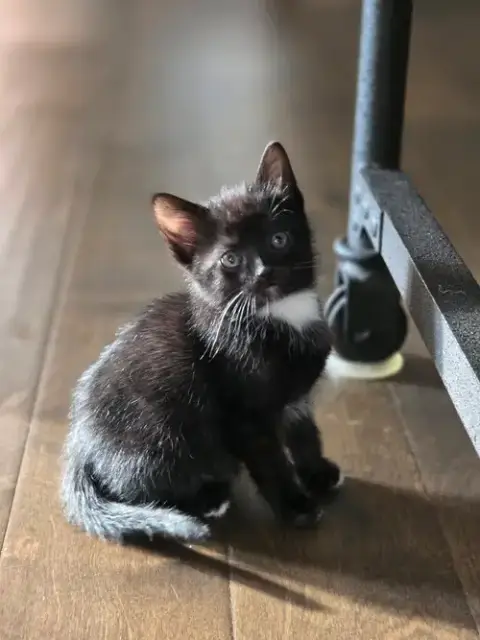 Tripurr photo 2