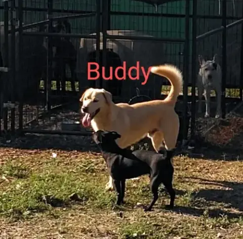 Buddy photo 3